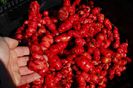 oca