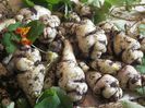 tropaeolum tuberosum