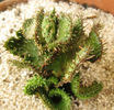 euphorbia cristate.