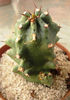 euphorbia royleana