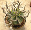 euphorbia valida