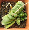 hawortia truncata hibrid