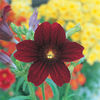 Salpiglossis-Royale-Chocolate-1184_360_360_cy_c_c_0_0_100