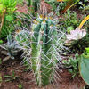 Stetsoniacoryne3b