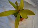 tradescantia sitara goldx