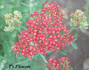 yarrow_fireland3