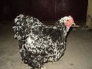 DSC00292