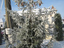 traditie 037