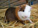 guinepig