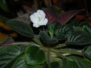 DSCN0068
