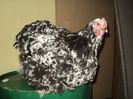 DSC00282