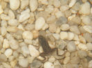 OACA 1, broscuta pitica africana
