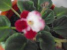 DSCF1778