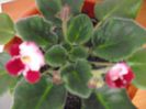 DSCF1781