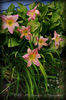 Hemerocallis-daylily-Pink-Lavender-Appeal-morning-blooms-habit-9July11