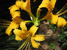 lycoris-aurea_lrg