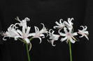 nerine