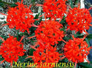 Nerine_sarniensis_BD