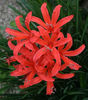 Nerine07