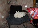 Picture 482