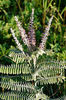 anamorpha canescens