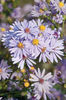 aster azureus