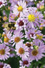 aster laevis