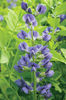 baptisia australis .