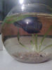 BETTY, betta splendens