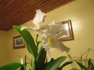 cattleya alba 2 2013.12.21 2