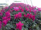 cyclamen Biosolaris