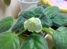 decembrie2013.22 (8)