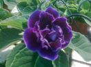 gloxinia Biosolaris