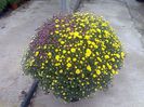 crizanteme Biosolaris