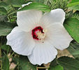 Hibiscus-Lasiocarpos