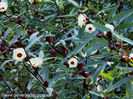 Roselle Thai red - Hibiscus sabdariffa