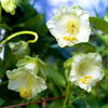 cobaea_scandens_alba.