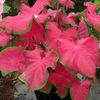 caladium cherry tart