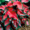 caladium red ruffles