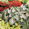 caladium