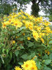 inula_royleana