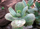 kalanchoe_marmorata_0820