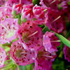 kalmia_angustifolia_rubra