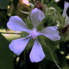 kitaibelia