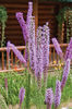 liatris pycnostachya