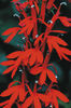 lobelia cardinalis
