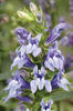lobelia siphilitica