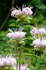 monarda fistulosa .