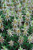 monarda punctata .