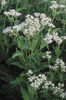 parthenium integrifolium